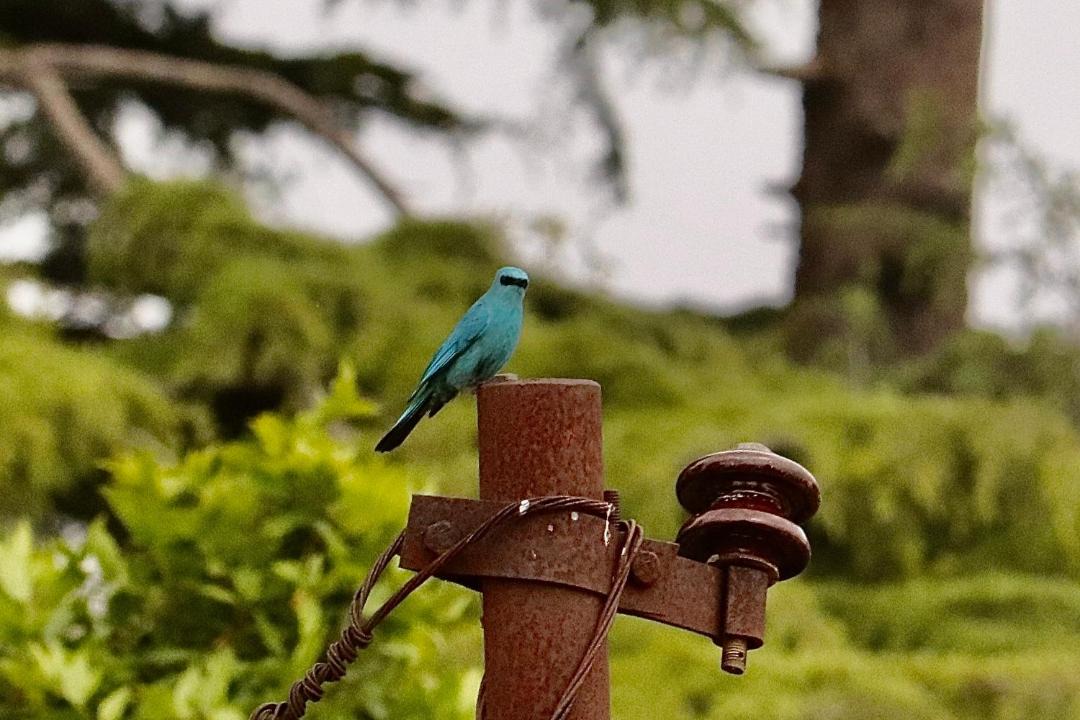 Photo of Others in Kanatal