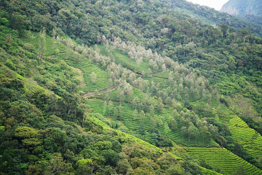 Photo of Others in Suryanelli