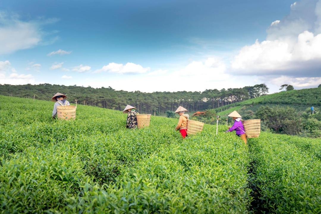 Photo of Others in Darjeeling