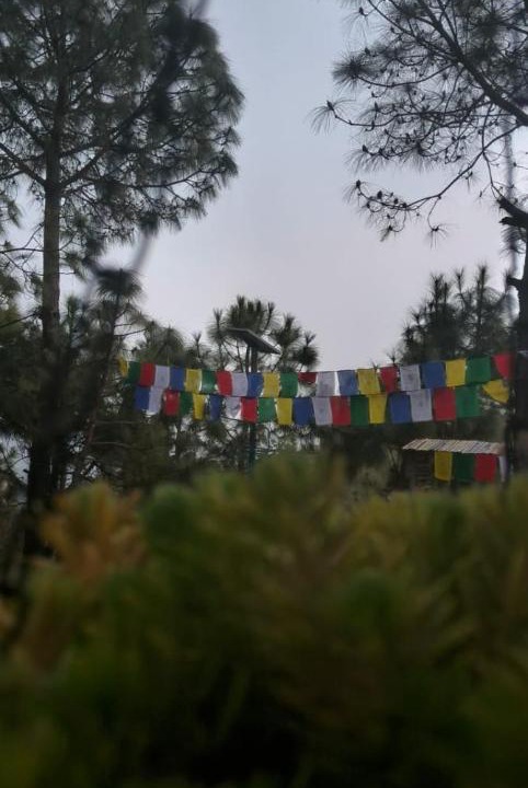 Photo of Others in Palampur