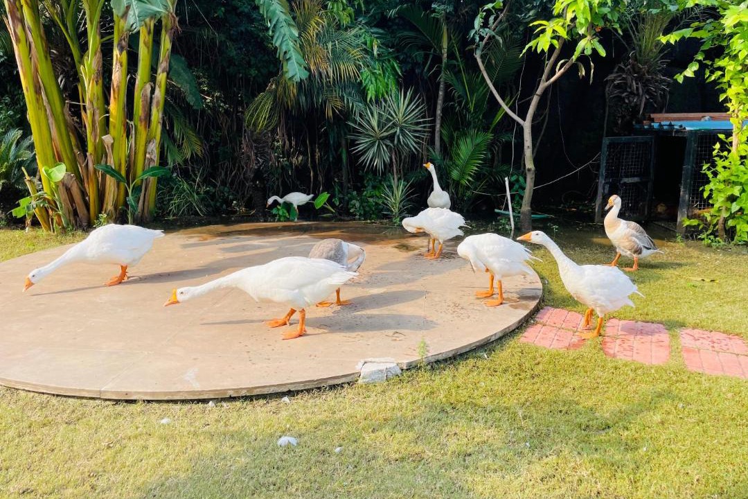 Photo of Others in Mayapur