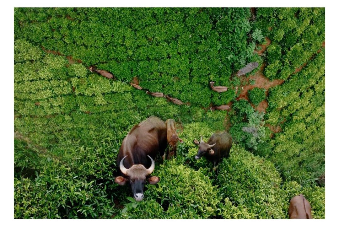 Photo of Others in Thalayathimund