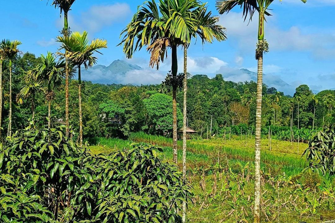 Photo of Others in Vythiri