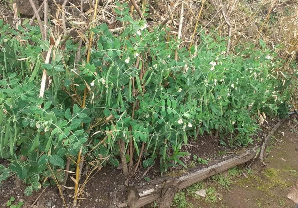 Photo of Outdoor in Karsiyang
