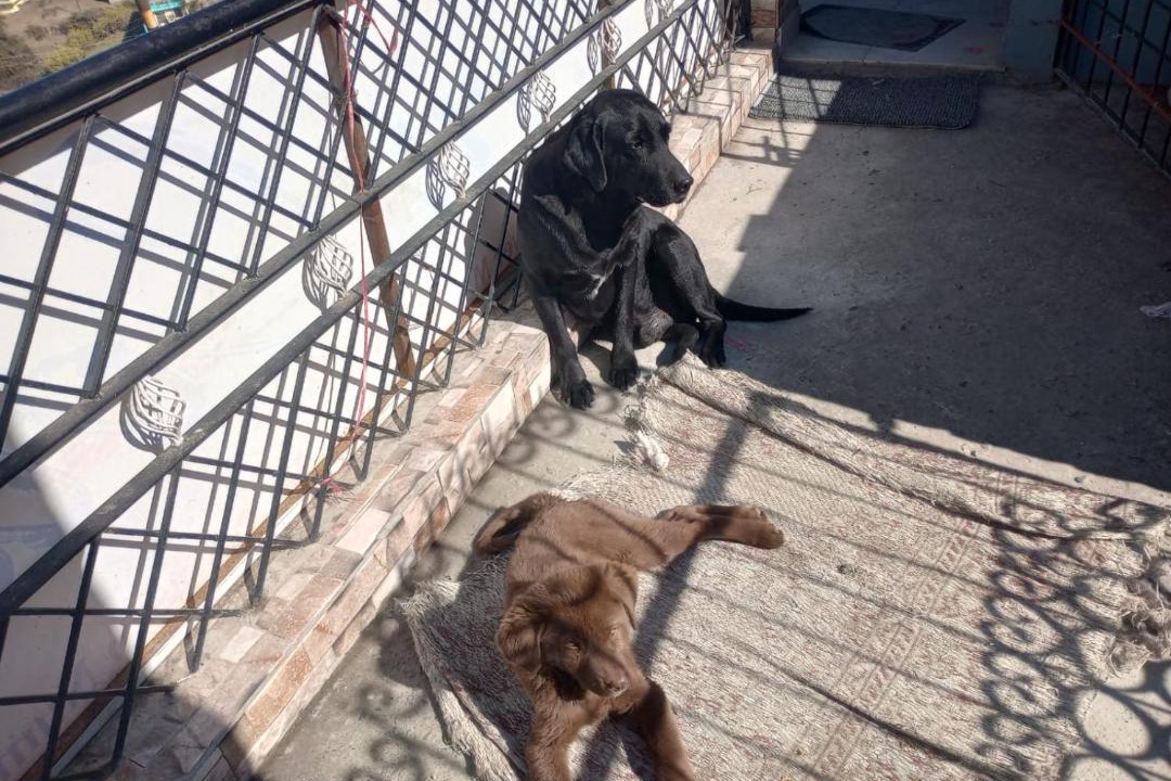 Photo of Others in Almora