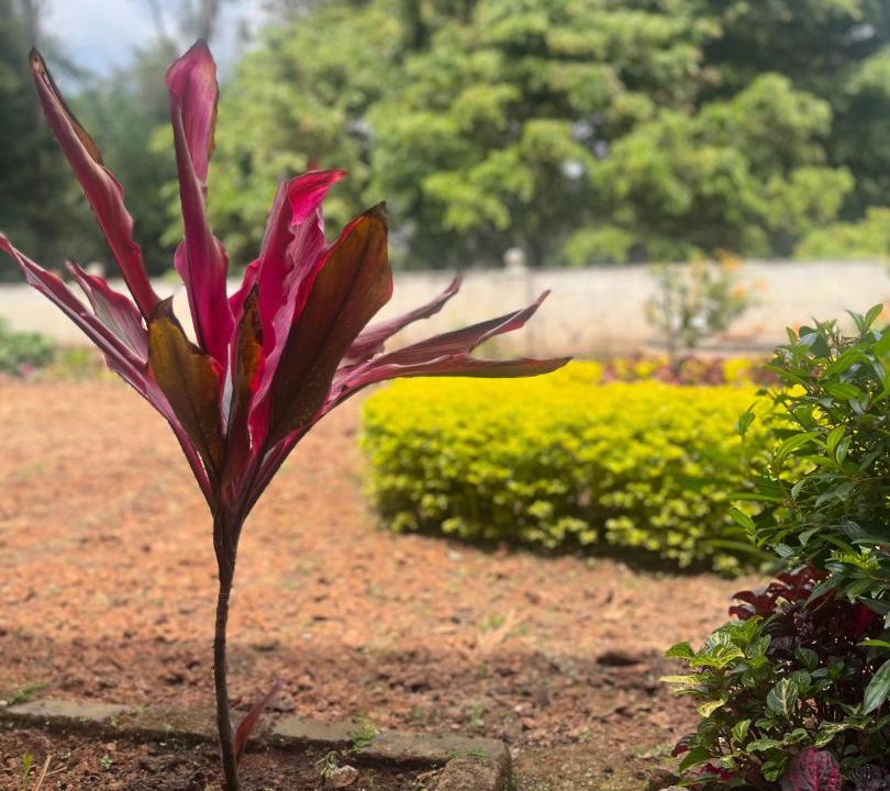 Photo of Others in Coonoor