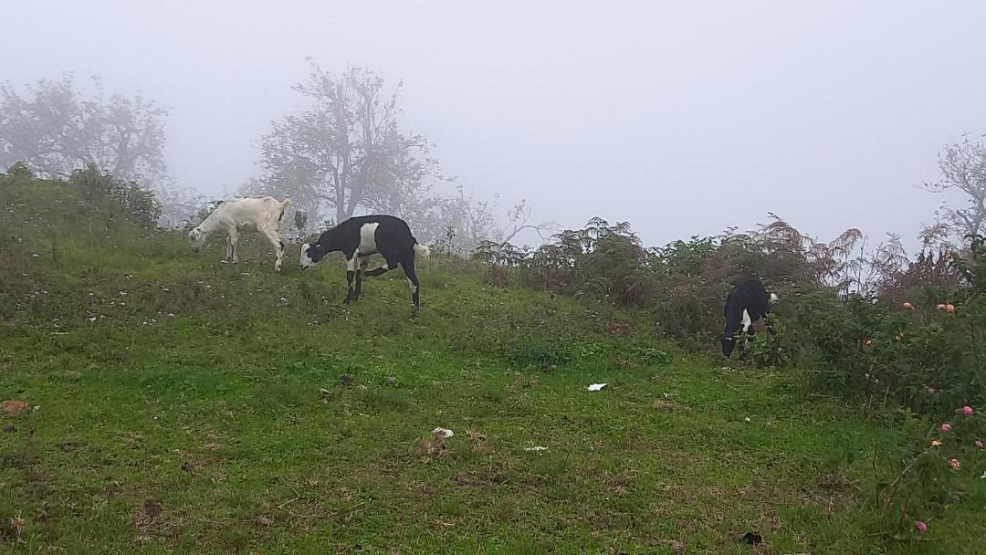 Photo of Others in Kodaikanal