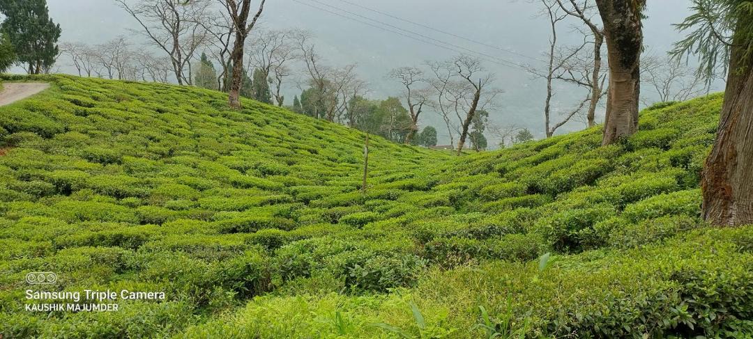 Photo of Others in Darjeeling