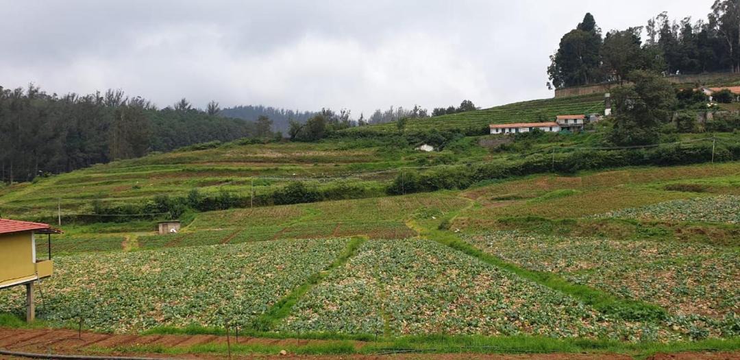 Photo of Others in Ooty