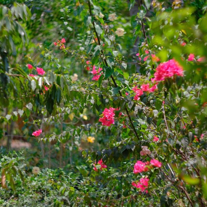 Photo of Others in Bhubaneshwar