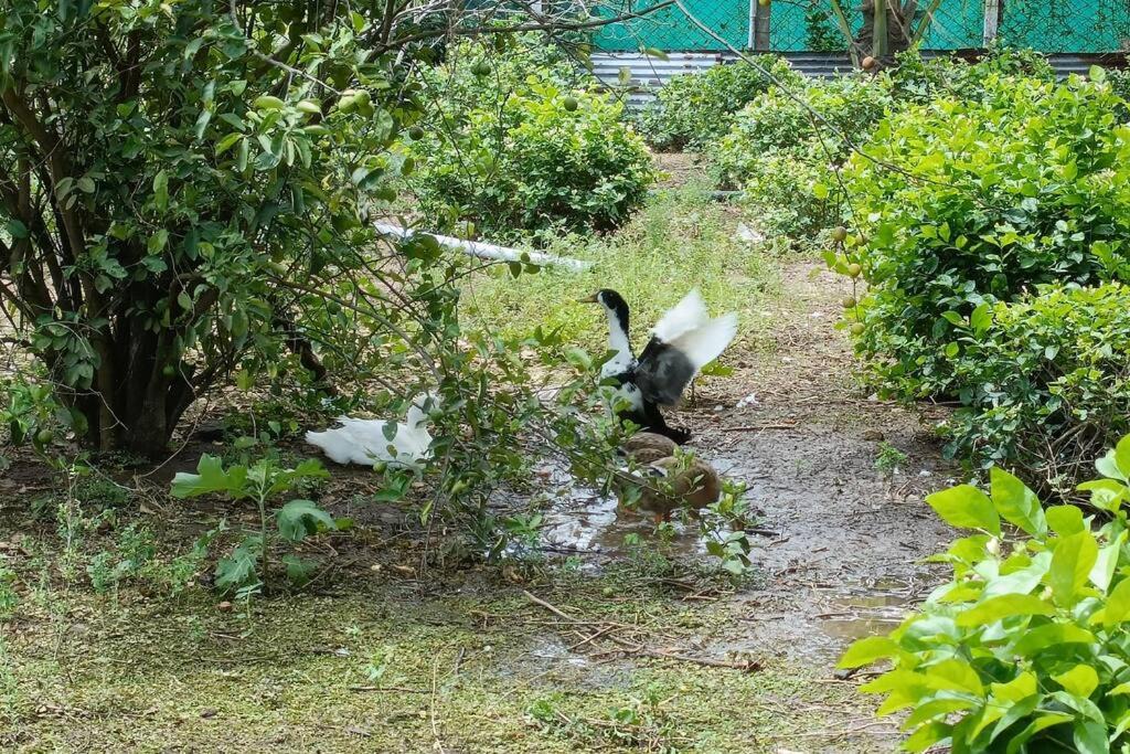 Photo of Outdoor in Cheyyur