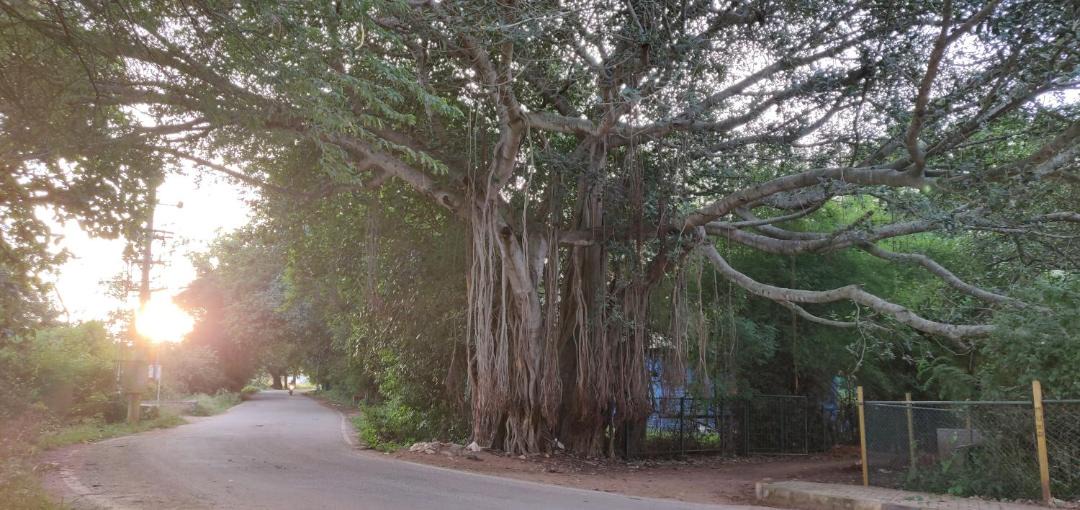 Photo of Others in Mysore
