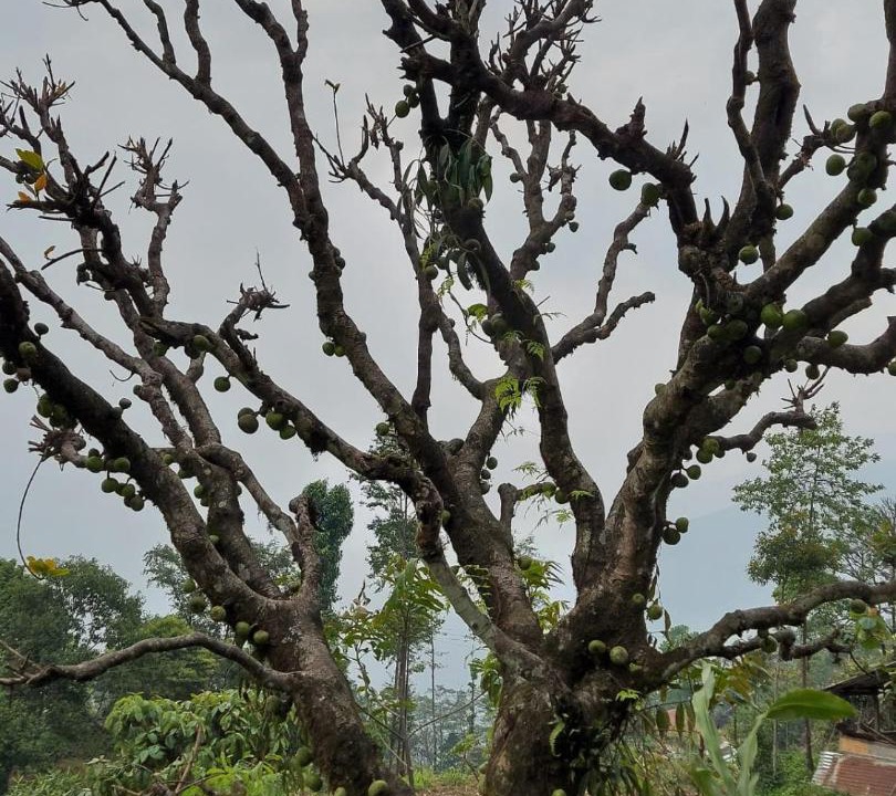 Photo of Outdoor in Rumtek