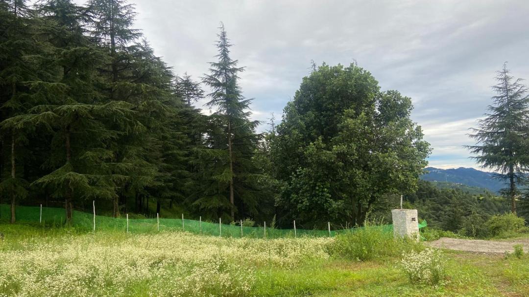 Photo of Outdoor in Naldehra