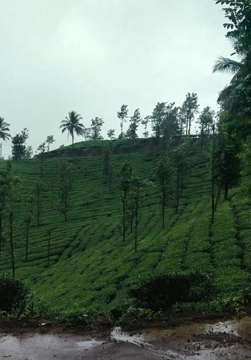 Photo of Others in Vythiri