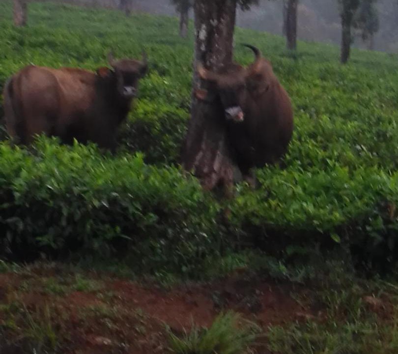 Photo of Outdoor in Valparai