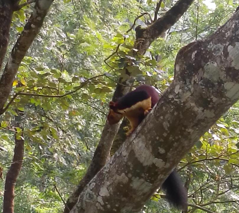 Photo of Others in Valparai