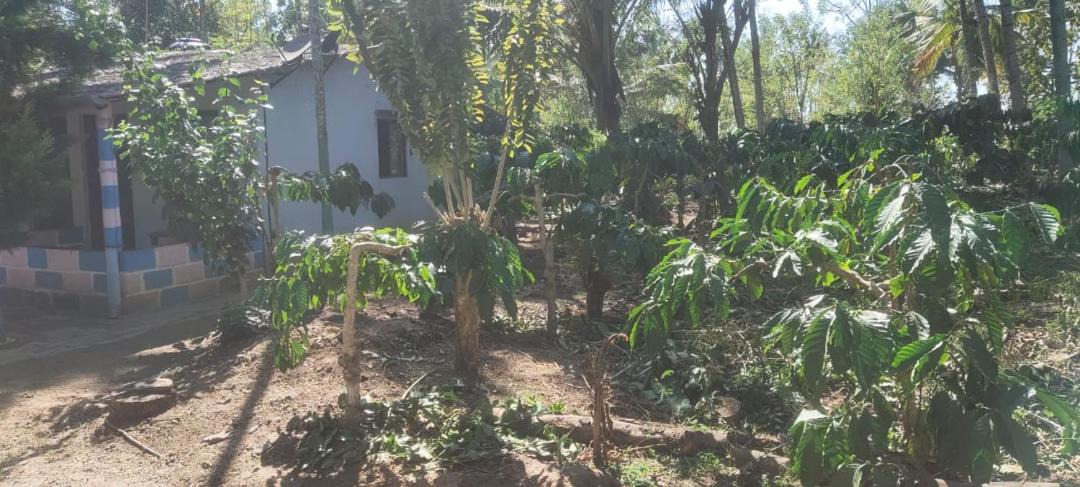 Photo of Others in Piriyapatna