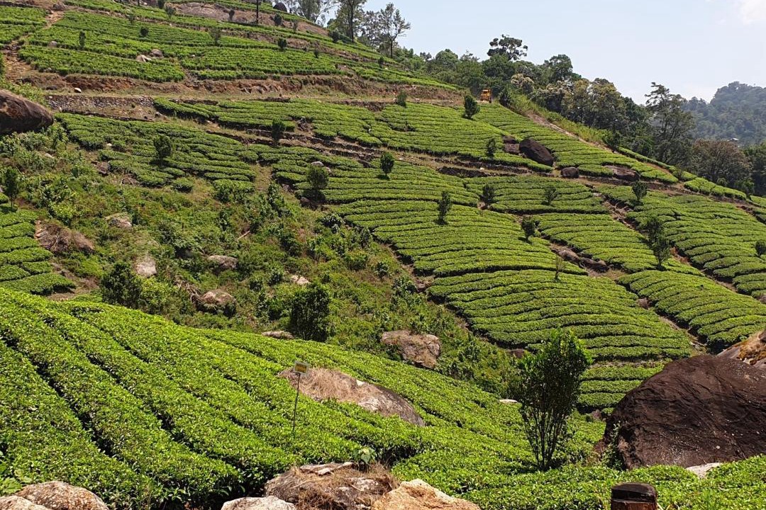 Photo of Outdoor in Devikolam