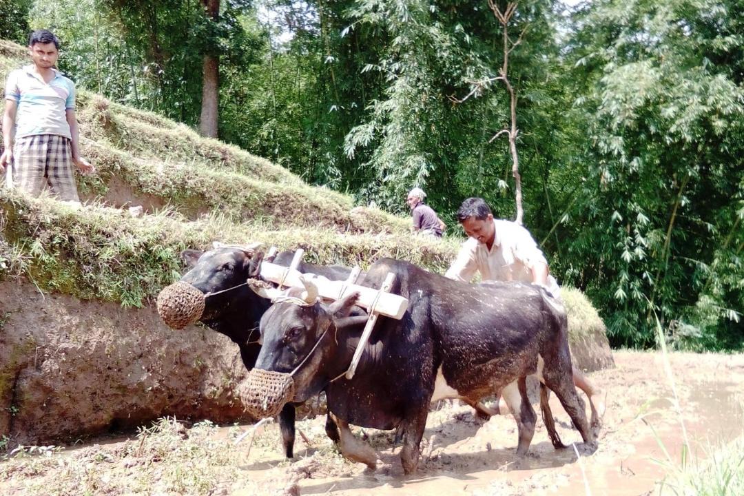 Photo of Others in Kalimpong