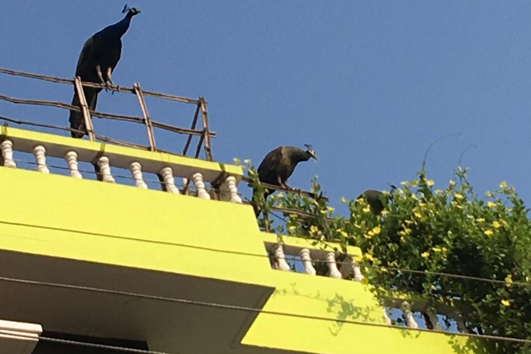 Photo of Buildings in Tiruvannamalai