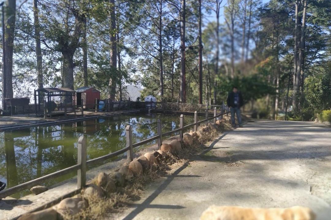 Photo of Others in Almora