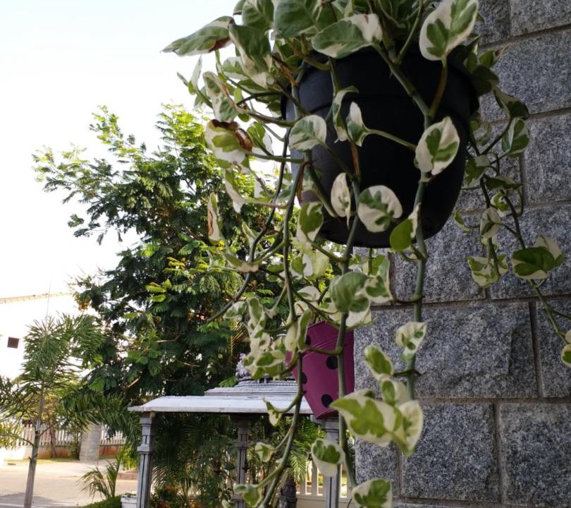 Photo of Others in Vadanemelli