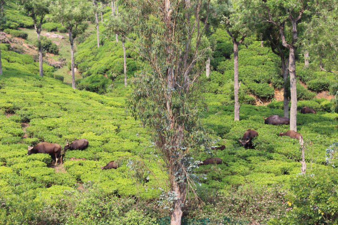 Photo of Others in Coonoor