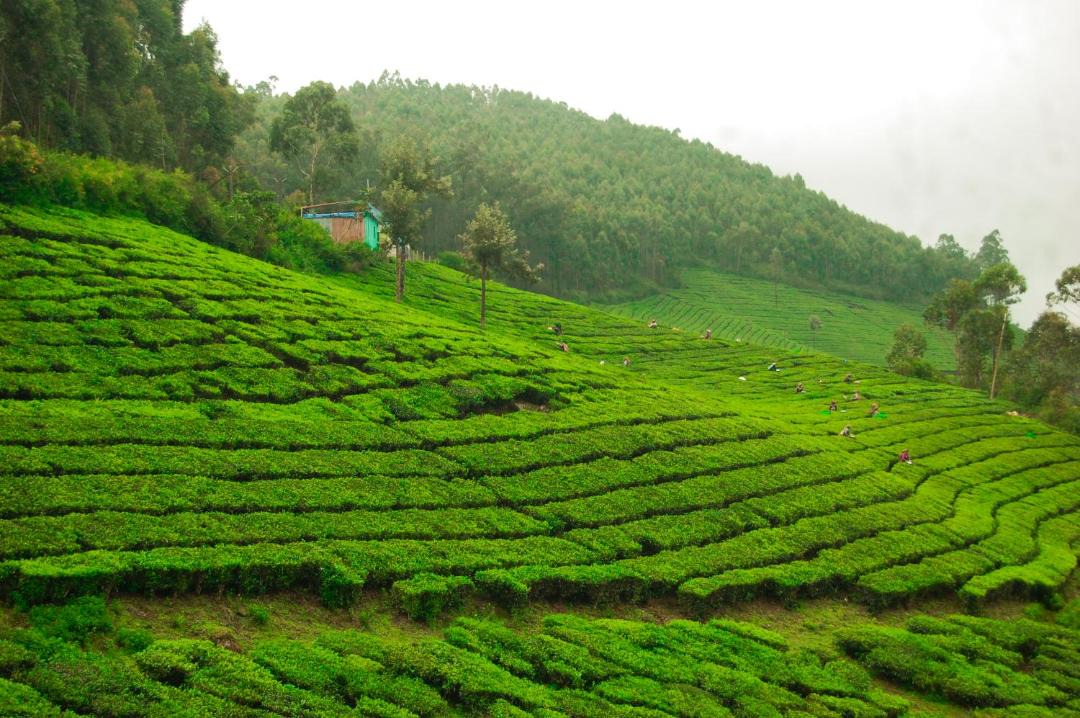 Photo of Others in Devikolam