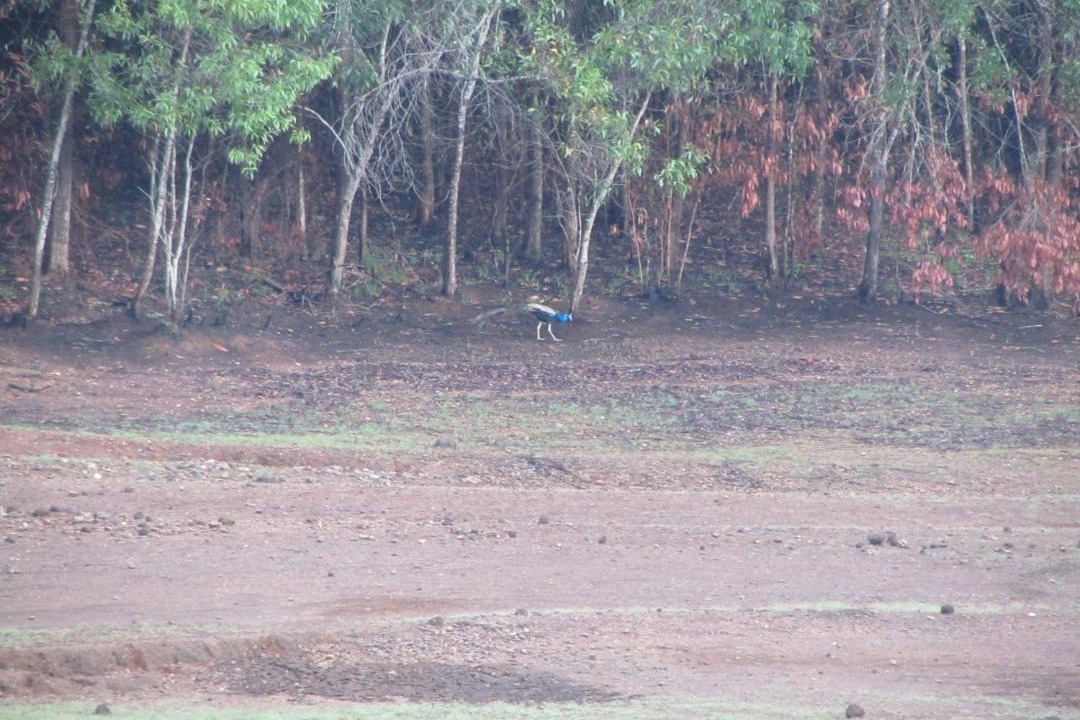 Photo of Others in Kudal